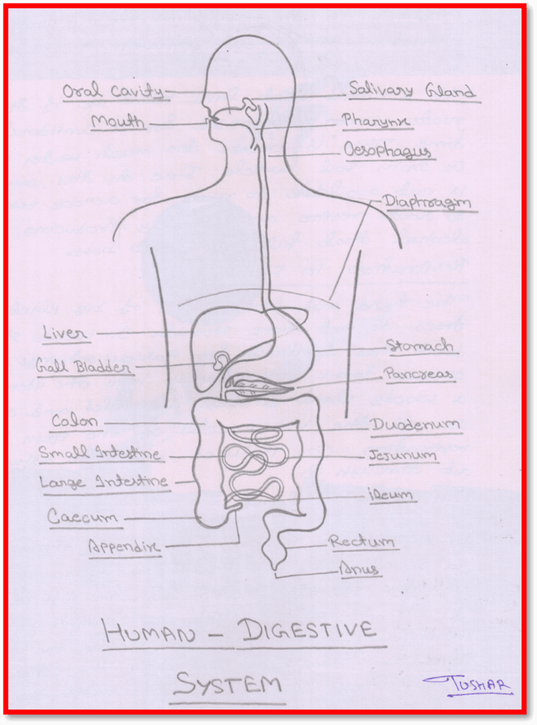 digestive system