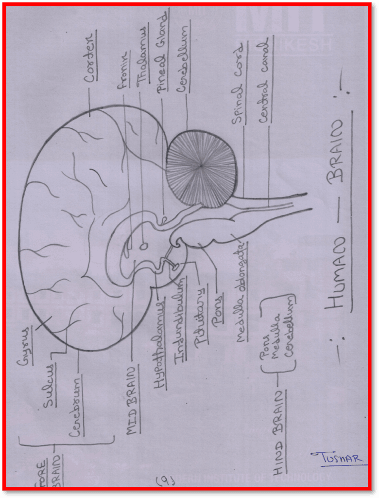 human brain