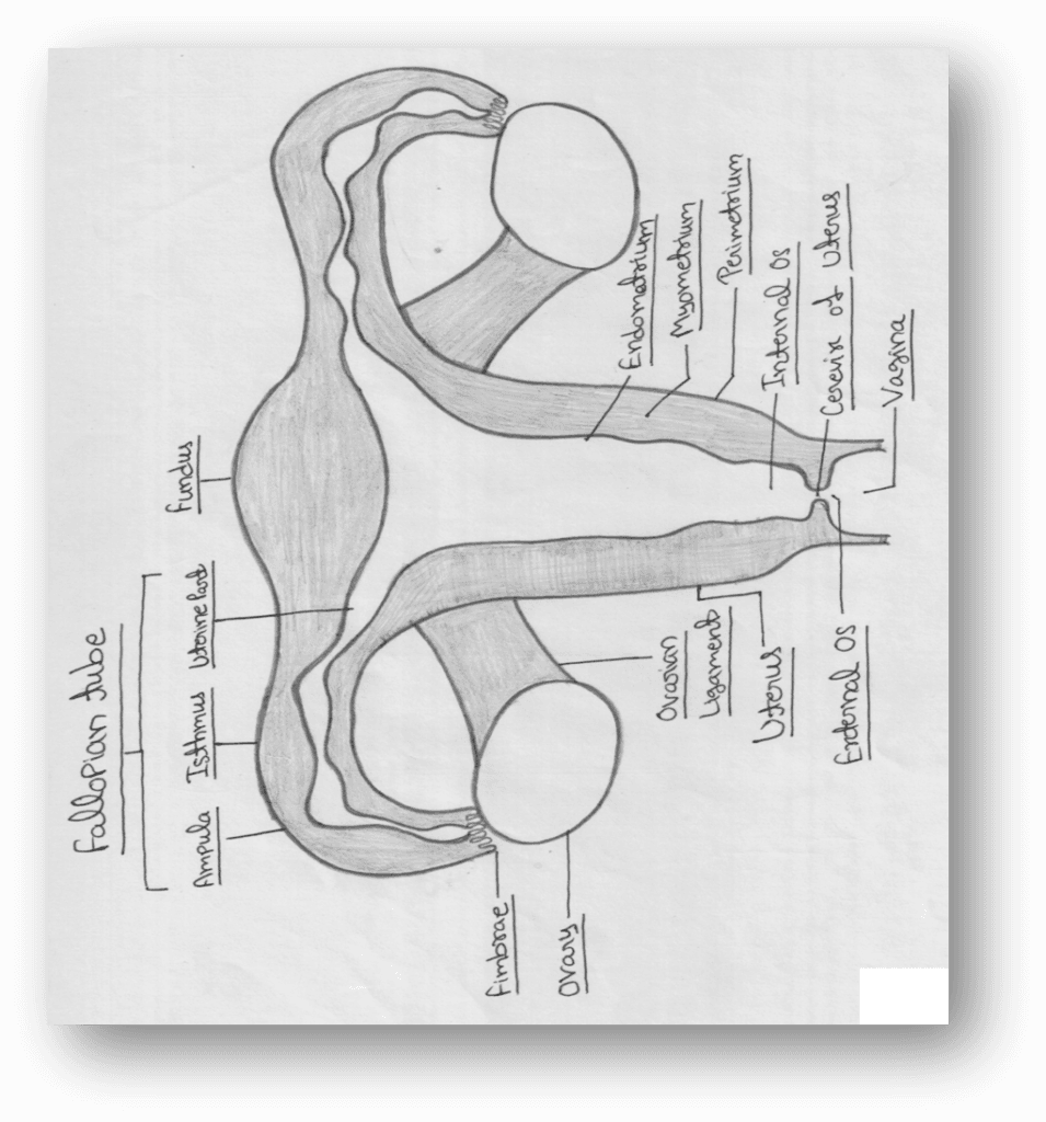 Labeled diagram of the human female reproductive system showing ovaries, fallopian tubes, uterus, cervix, and vagina for Class 10 Science Chapter 7.