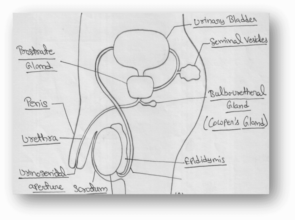 Labeled diagram of the human male reproductive system showing testes, epididymis, vas deferens, seminal vesicle, prostate gland, urethra, scrotum, and penis for Class 10 Science Chapter 7.
