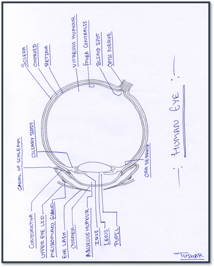 Human Eye and Colourful World Class 10 Notes