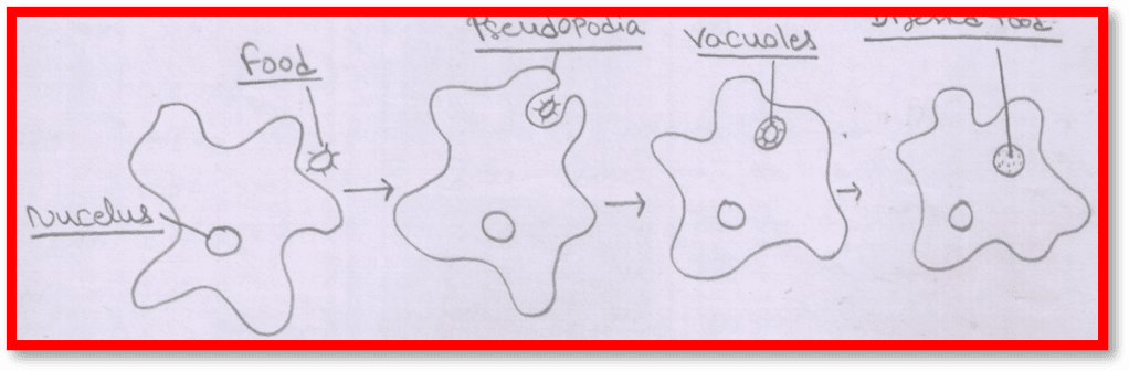 nutrition in amoeba