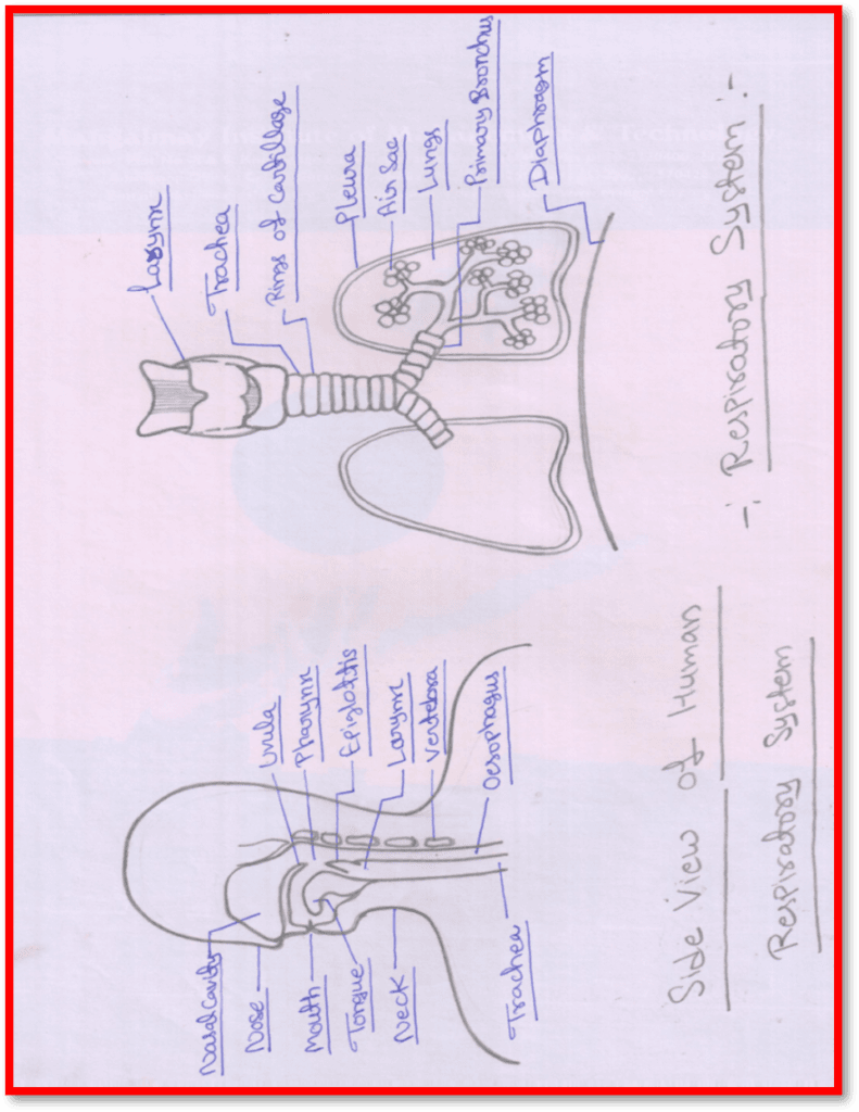 respiration
