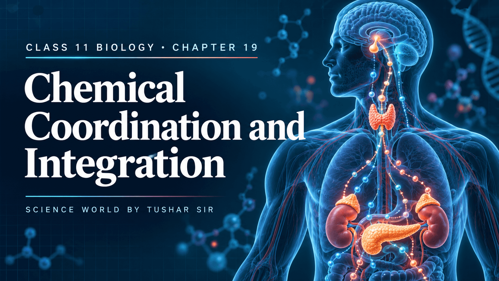 Class 11 Biology Chapter 19 Chemical Coordination and Integration Notes